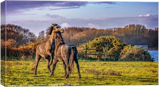 Welsh Ponies in a field Canvas Print by Kev Robertson