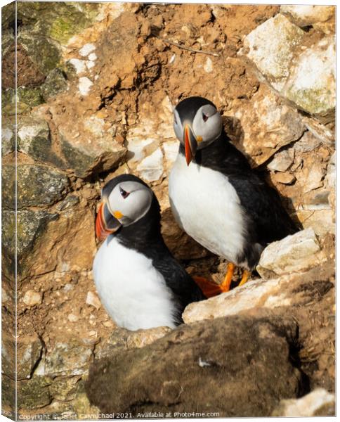 The Puffins Rocky Home Canvas Print by Janet Carmichael