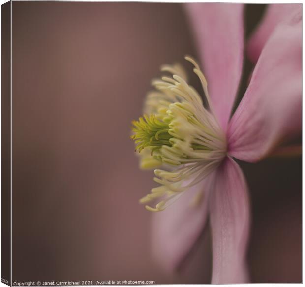 Delicate Mountain Clematis Canvas Print by Janet Carmichael