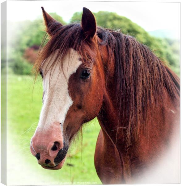 Equine Beauty Canvas Print by Janet Carmichael