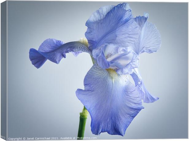 Flamboyant Iris Beauty Canvas Print by Janet Carmichael