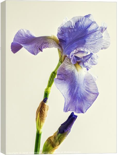 Beautiful Bearded Iris Canvas Print by Janet Carmichael