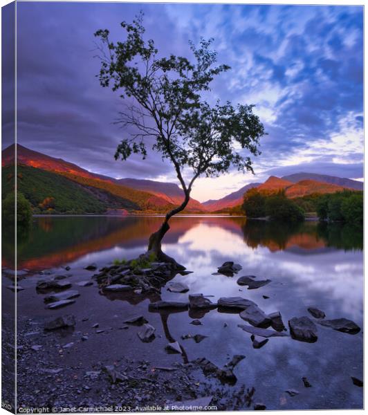 Nightfall at the Lone Tree Canvas Print by Janet Carmichael