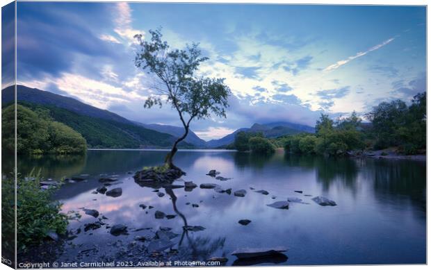 Blue Hour at the Lone Tree of Llanberis Canvas Print by Janet Carmichael