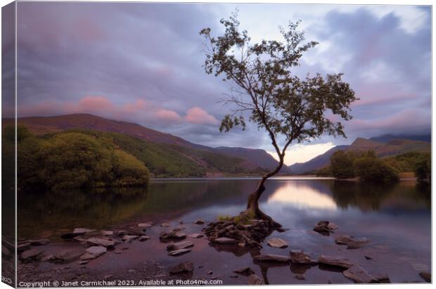 Sunset over the Lone Tree Canvas Print by Janet Carmichael