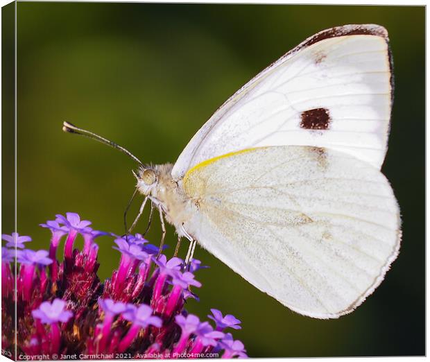 White Butterfly Canvas Print by Janet Carmichael
