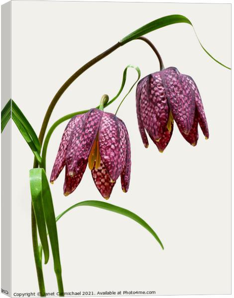 Vibrant Blooms of Snakes Head Fritillary Canvas Print by Janet Carmichael