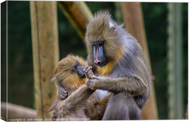 A monkey with its mother  Canvas Print by Julia Janusz