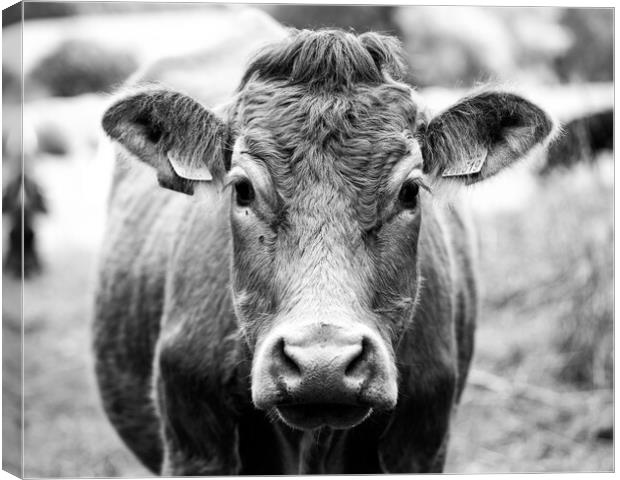 Cow in black and white Canvas Print by Ollie Hully