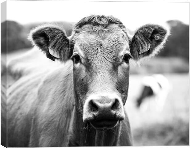 Dairy cow Canvas Print by Ollie Hully