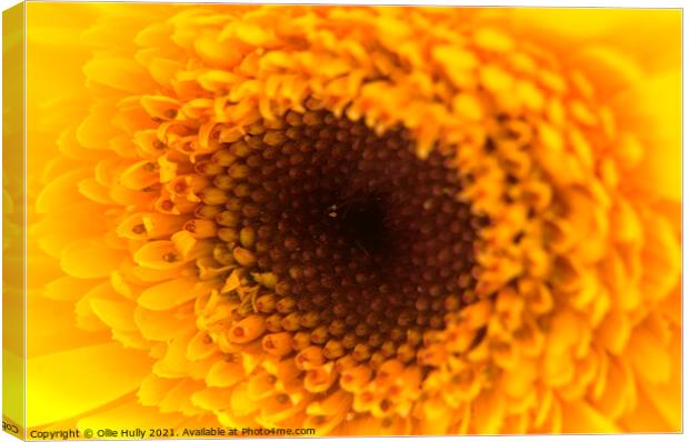 A close up of a yellow and orange flower Canvas Print by Ollie Hully