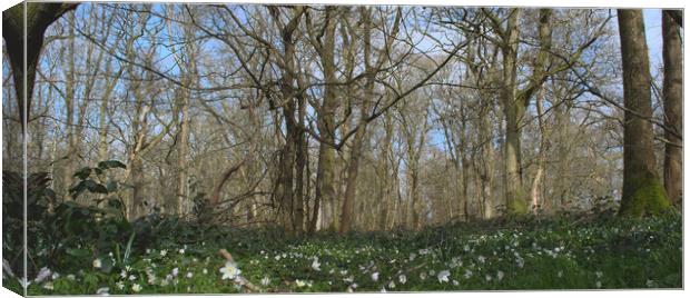 woodland panorama  Canvas Print by Ollie Hully
