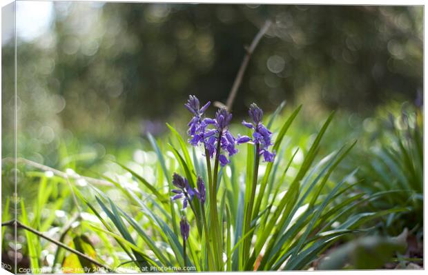 Bluebells Canvas Print by Ollie Hully