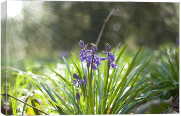 spring bluebells with sunburst Canvas Print by Ollie Hully