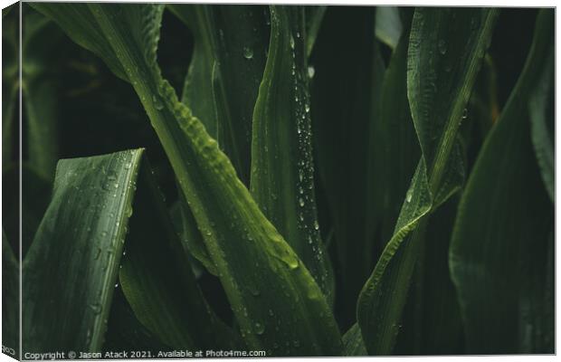 Plant leaves Canvas Print by Jason Atack