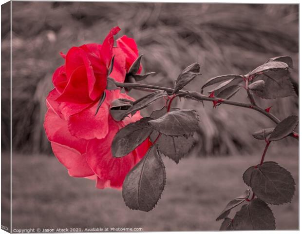 Red Rose Canvas Print by Jason Atack