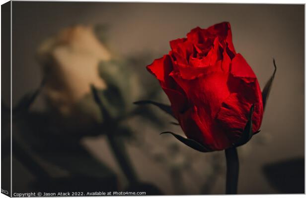 Red Rose Canvas Print by Jason Atack