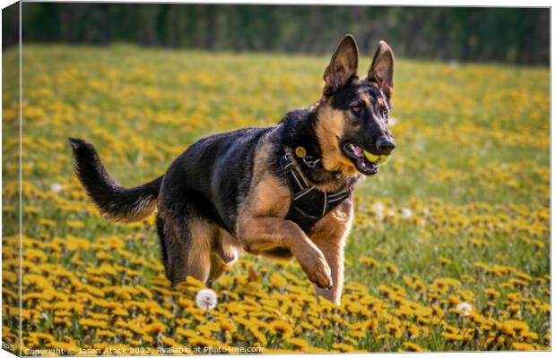 Dog running through field of flowers Canvas Print by Jason Atack