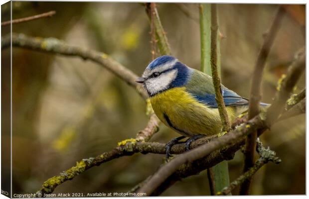 A small bird perched on a tree branch Canvas Print by Jason Atack