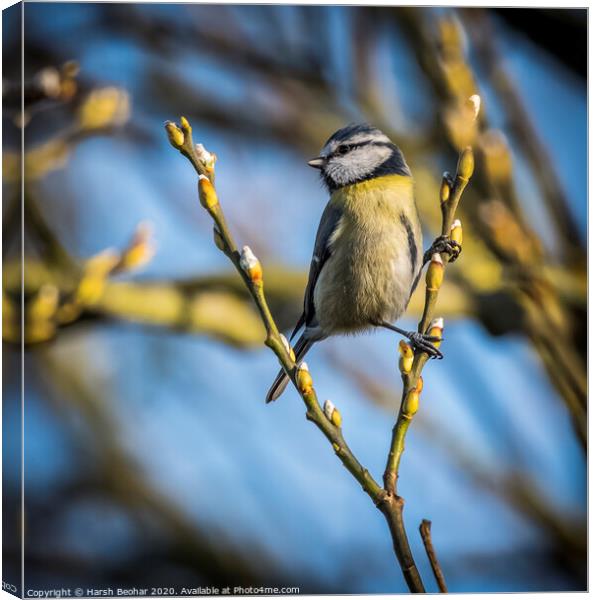 Blue Tit Canvas Print by Harsh Beohar