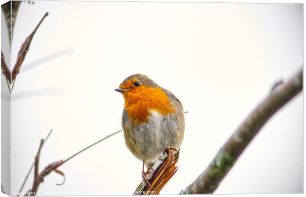 Robin in Autumn Canvas Print by Graham Watters