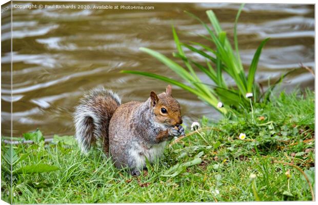 A squirrel standing on grass Canvas Print by Paul Richards