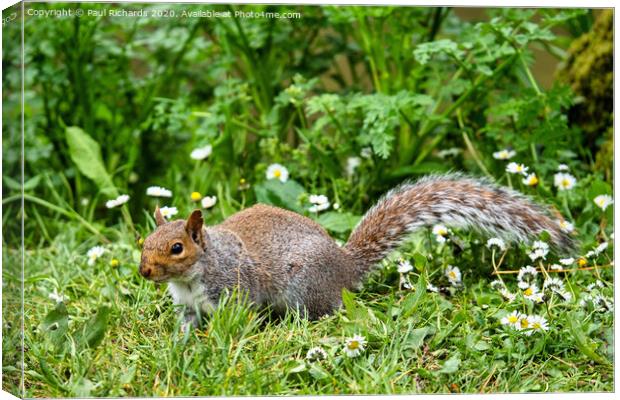 A squirrel standing on grass Canvas Print by Paul Richards