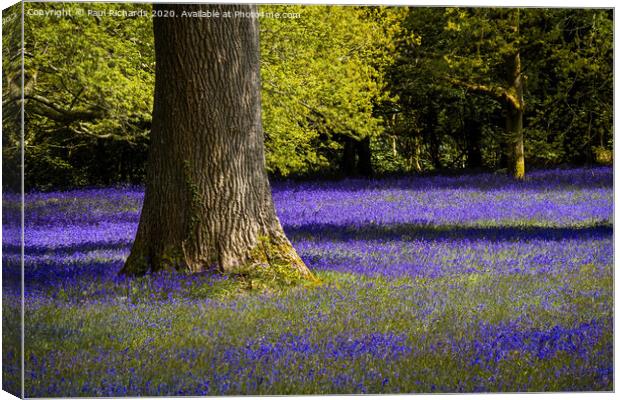Bluebells Canvas Print by Paul Richards