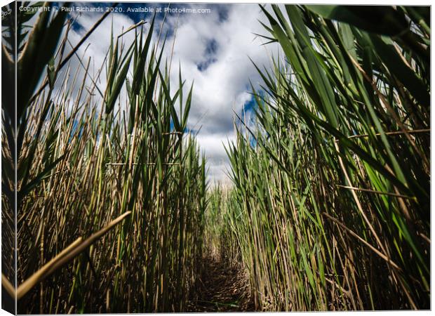 Walking through the reeds Canvas Print by Paul Richards