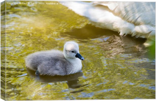 Cygnet Canvas Print by Paul Richards