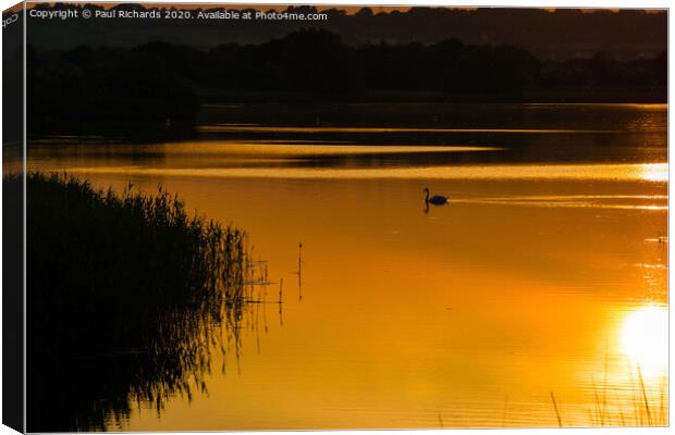 Swan at sunset Canvas Print by Paul Richards