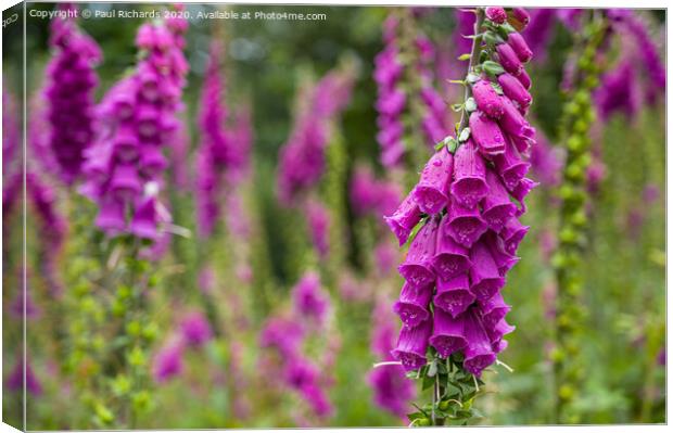 Foxglove Canvas Print by Paul Richards