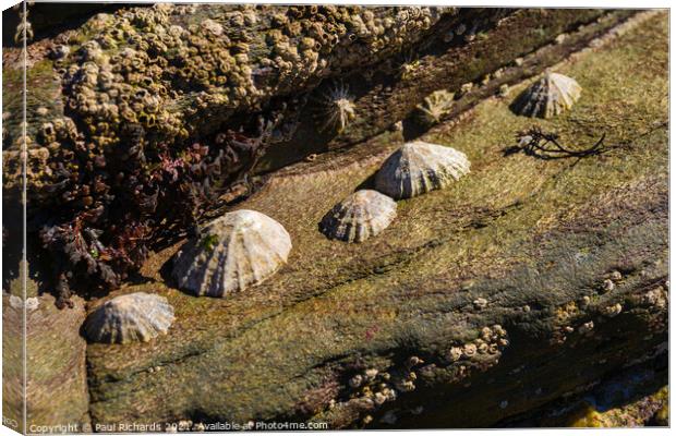 Limpets in the sunshine Canvas Print by Paul Richards