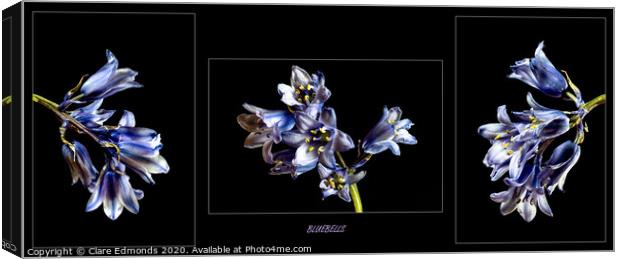 Bluebell triptych Canvas Print by Clare Edmonds