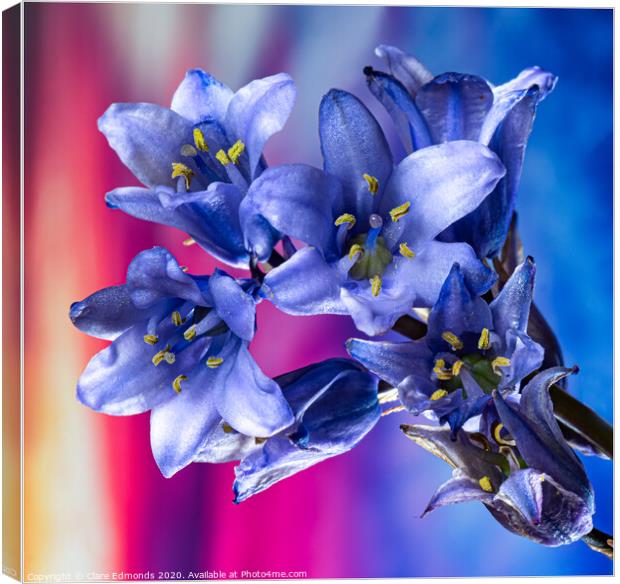 Bluebells Canvas Print by Clare Edmonds