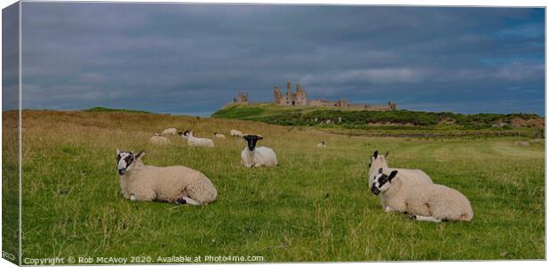 Feeling Sheepish Canvas Print by Rob McAvoy