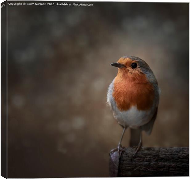 Robin Canvas Print by Claire Norman