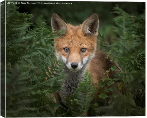 A fox looking at the camera Canvas Print by Claire Norman