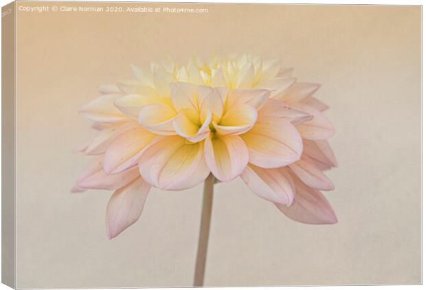 Flower Canvas Print by Claire Norman