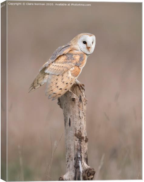 BARN OWL Canvas Print by Claire Norman