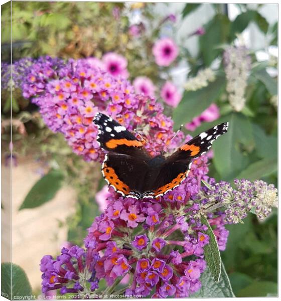 Red Admiral Butterfly Canvas Print by Les Morris
