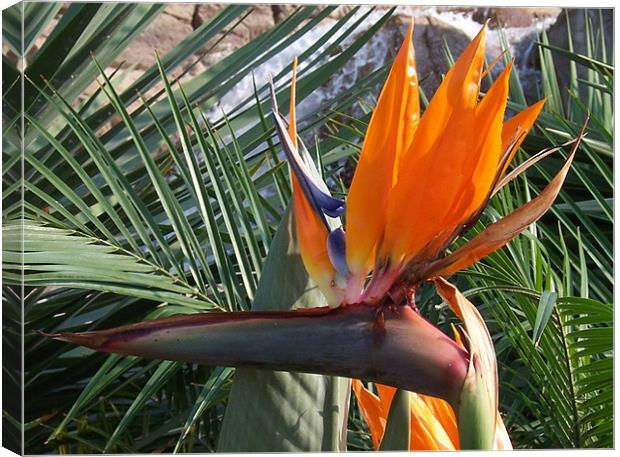 Bird of Paradise Crop Canvas Print by Les Morris