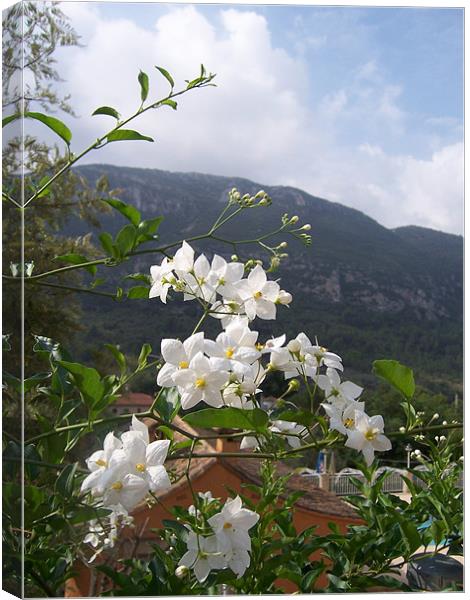 Jasmine With Mountains Beyond Canvas Print by Les Morris