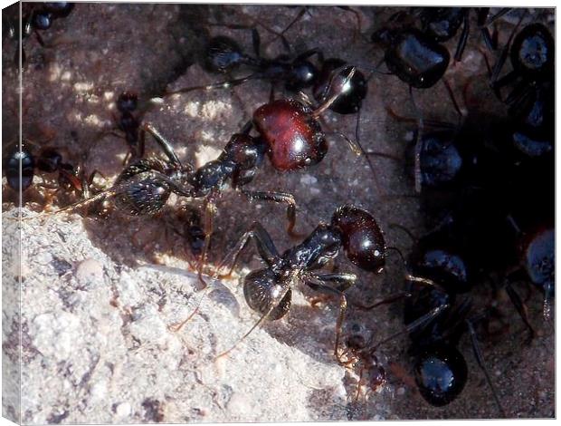 Large Black Ants Canvas Print by Les Morris