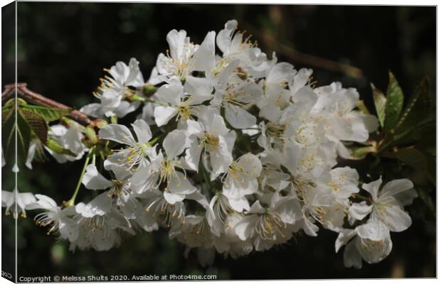 Spring time Canvas Print by Melissa Shults