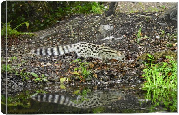 Genet Canvas Print by Mark Brinkworth