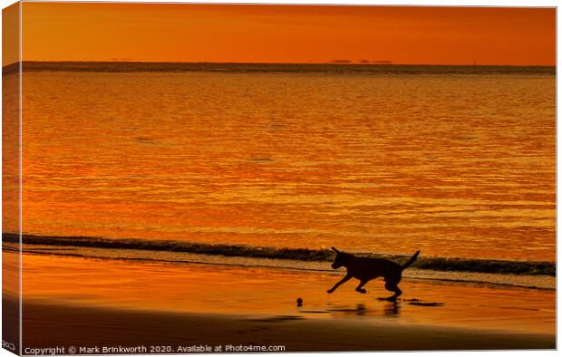 Dog Playing at Sunset Canvas Print by Mark Brinkworth