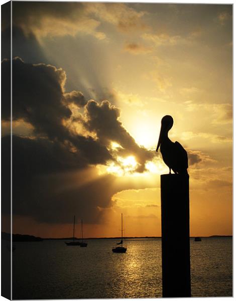 Pelican on the post Canvas Print by mike fendt