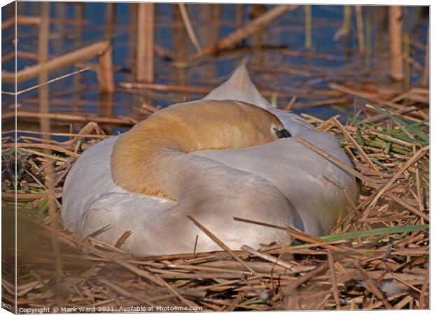 Swan on her Nest. Canvas Print by Mark Ward