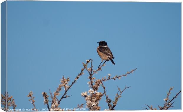 Stonechat. Canvas Print by Mark Ward